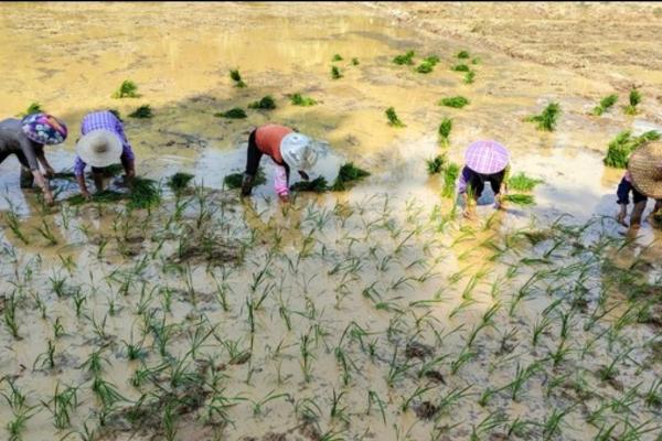 农民的命运：土地、汗水与希望的交织