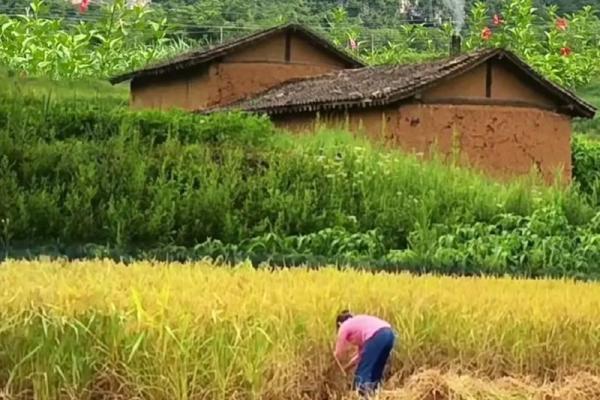 农民的命运：土地、汗水与希望的交织