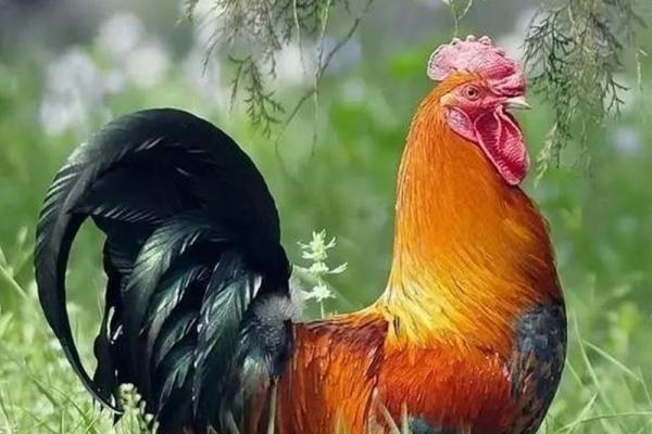 生肖鸡与寅时出生者的命运解析:揭示其独特的人生轨迹与性格特质 生肖鸡与寅时出生者的命运解析:揭示其独特的人生轨迹与性格特质