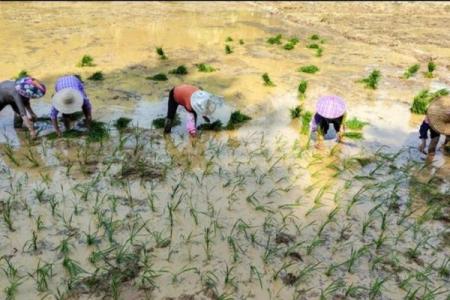 农民的命运：土地、汗水与希望的交织