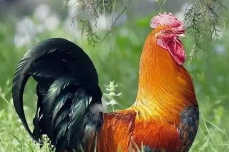 生肖鸡与寅时出生者的命运解析：揭示其独特的人生轨迹与性格特质