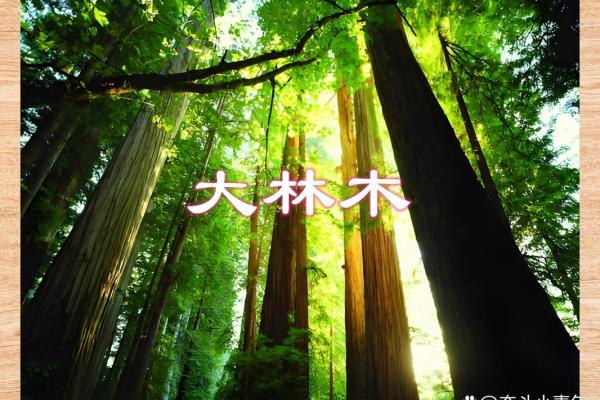 命与大林木命的和谐：探秘命理与木的深层寓意