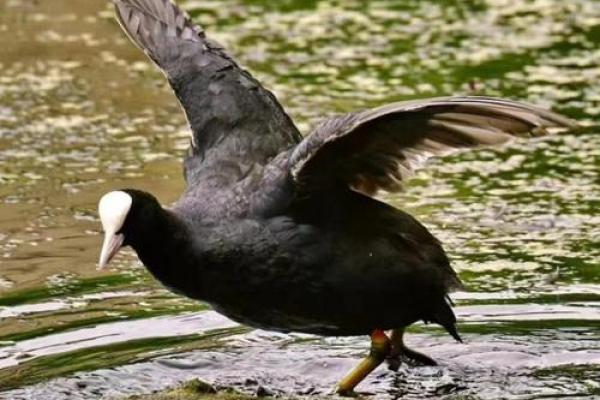 山下火鸡命里缺什么：解密生活中的隐性能量与和谐之道