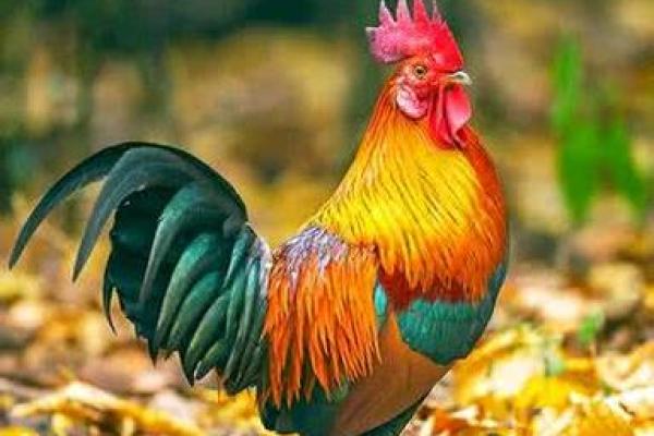 属相鸡的农历二月出生命运解析:独特个性与人生际遇揭示 属相鸡的农历二月出生命运解析:独特个性与人生际遇揭示