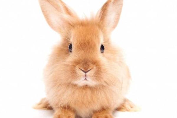 2023年属兔人运势分析：如何把握命运，迎接美好未来！