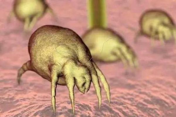 神奇的自然现象:那些能一分为二的虫子们 神奇的自然现象:那些能一分为二的虫子们