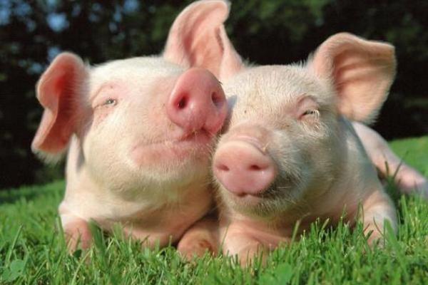 金命属动物植物的神秘与魅力探秘 金命属动物植物的神秘与魅力探秘