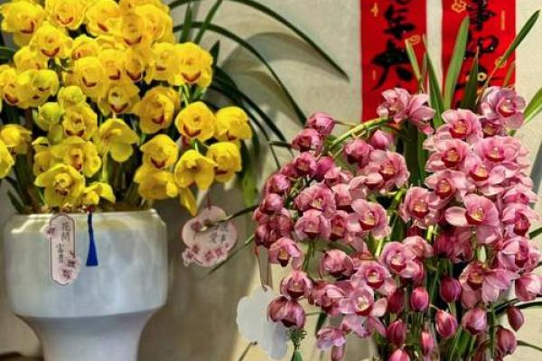 什么花代表家里的富贵命,探寻植物与财富之间的神秘联系 什么花代表家里的富贵命,探寻植物与财富之间的神秘联系