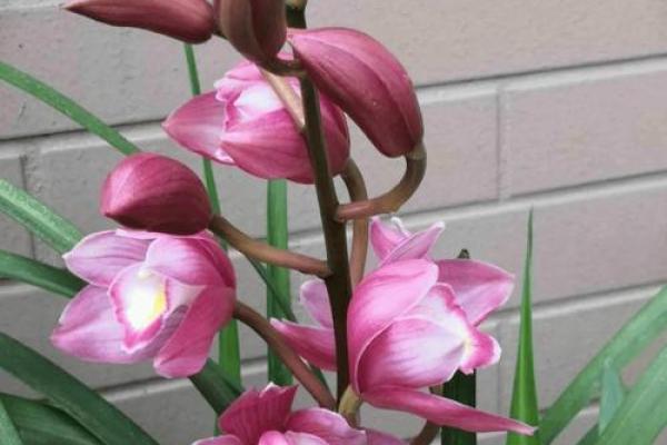 什么花代表家里的富贵命,探寻植物与财富之间的神秘联系 什么花代表家里的富贵命,探寻植物与财富之间的神秘联系