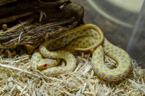 泉中水命的动物养殖指南:适合的宠物与伴侣动物推荐 泉中水命的动物养殖指南:适合的宠物与伴侣动物推荐