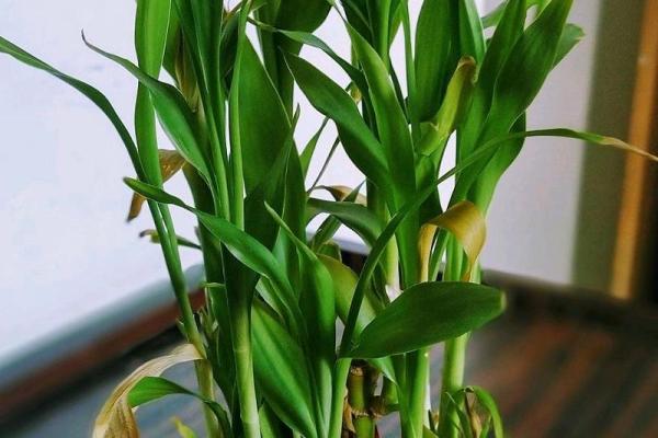 属马女火命如何选择家中花卉，增旺运势与气场！