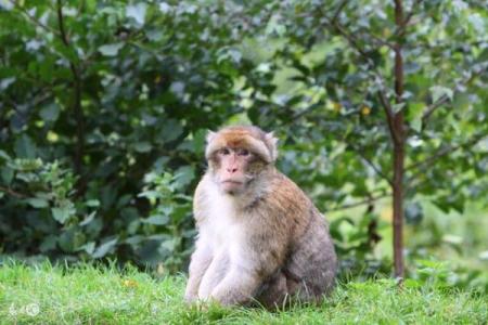金命属动物植物的神秘与魅力探秘