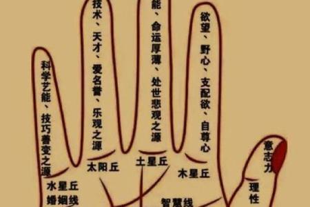 十月属鼠出生的命运解析：探寻财富与智慧之道