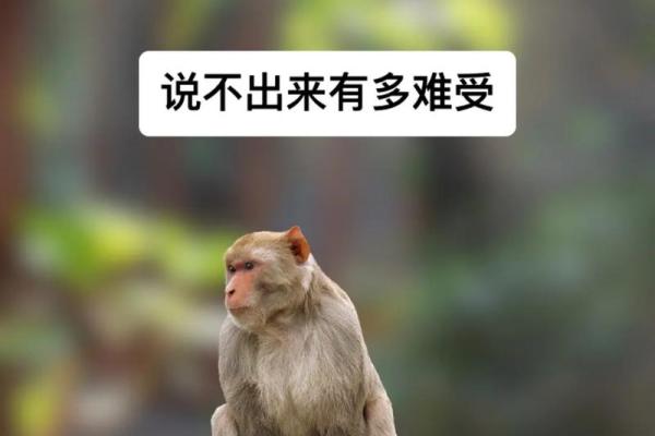 属猴男孩的命运解析：1992年与人生旅程的精彩纷呈