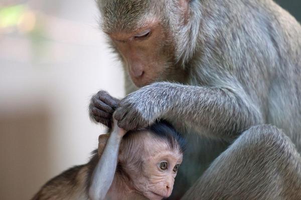68年属猴人命运解析:灵动聪慧,风雨中的状态与机会 68年属猴人命运解析:灵动聪慧,风雨中的状态与机会