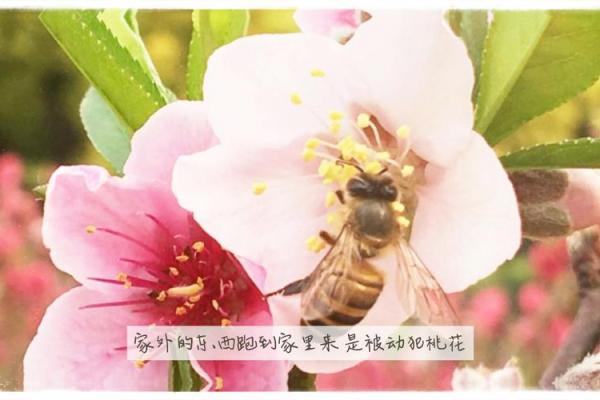 穷人为什么容易犯桃花命?揭示背后的心理与社会原因 穷人为什么容易犯桃花命?揭示背后的心理与社会原因