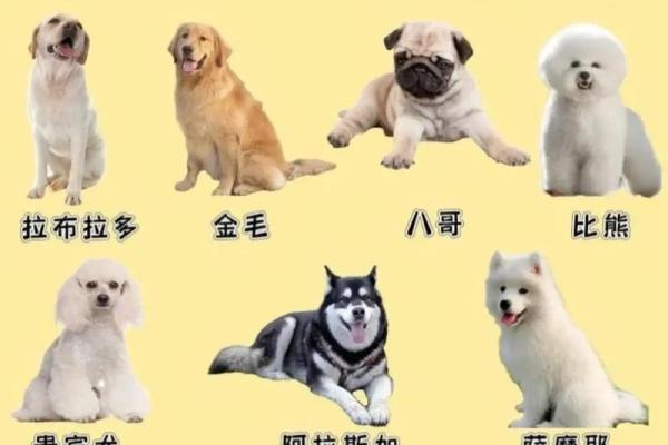 属狗金命适合养什么宠物？解锁与狗狗的完美搭档！