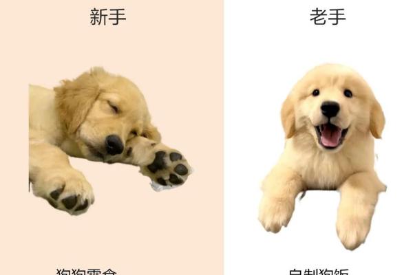 属狗金命适合养什么宠物？解锁与狗狗的完美搭档！