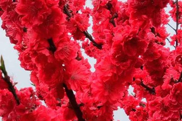 红莺桃花：命理中的浪漫与机遇之舞