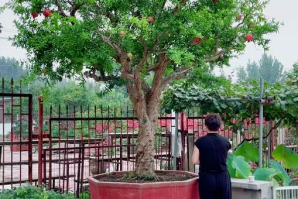 石榴木命的人如何发挥喜水特质，选择适合的职业发展之路