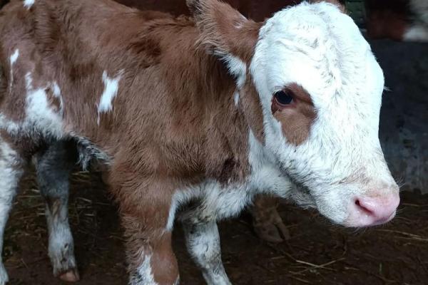 七月出生的牛:命运与性格的奇幻交织 七月出生的牛:命运与性格的奇幻交织