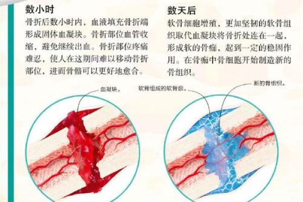 人多长两块骨头是什么命：探索人与骨骼之间的奇妙关系