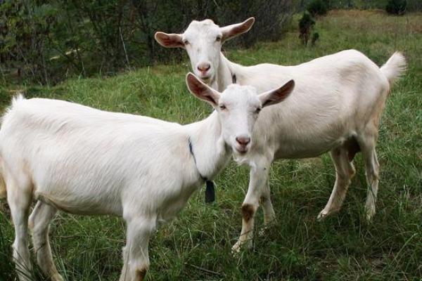 女人的命理揭秘：得禄之羊的神秘与魅力