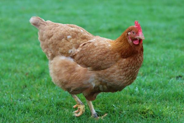 属鸡人在28岁后的命运解析:人生新阶段的机遇与挑战 属鸡人在28岁后的命运解析:人生新阶段的机遇与挑战