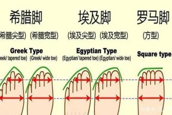 脚趾与命运:我们从脚趾看人生奥秘的探寻 脚趾与命运:我们从脚趾看人生奥秘的探寻