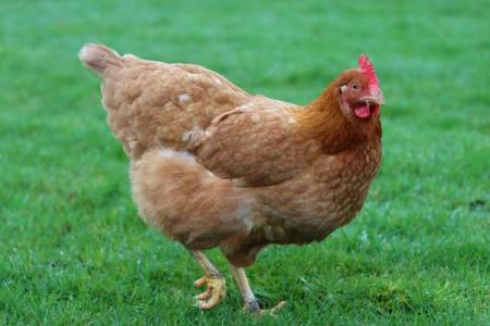 属鸡人在28岁后的命运解析：人生新阶段的机遇与挑战