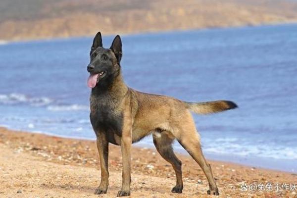 什么狗能拿命保护主人?揭秘忠诚护卫犬的真相! 什么狗能拿命保护主人?揭秘忠诚护卫犬的真相!