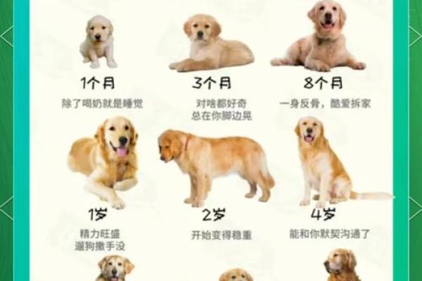 生辰属狗之命运解析：如何打造幸福人生？