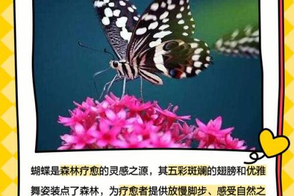 揭示女命蝴蝶命格的奥秘与魅力 揭示女命蝴蝶命格的奥秘与魅力