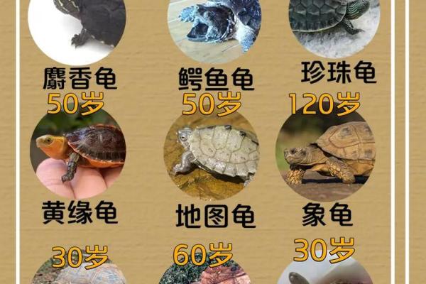 不能养龟类动物的人群及其原因解析,提醒养宠人士关注身心匹配 不能养龟类动物的人群及其原因解析,提醒养宠人士关注身心匹配