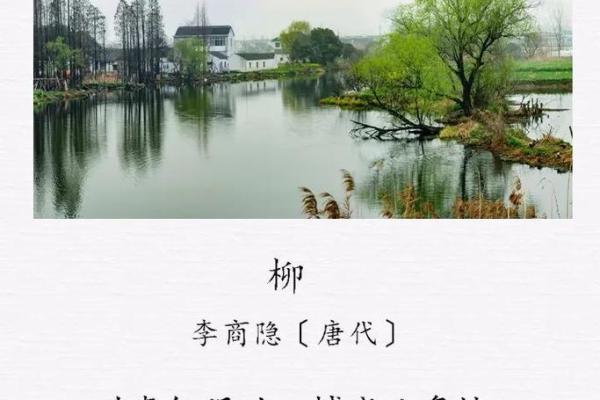 解读轻柳之命——柔情似水，命运之美