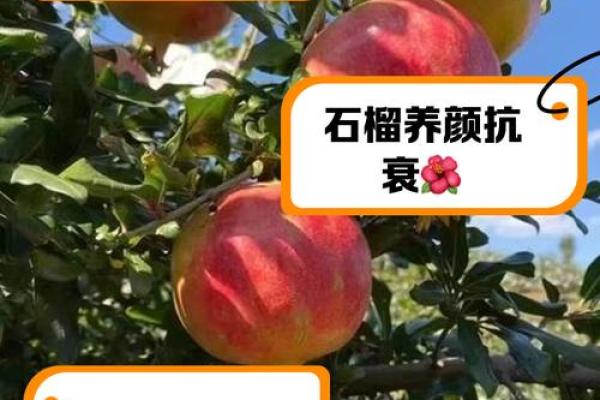 石榴木命的运势解析：巧用木味生活，拥抱好运与幸福