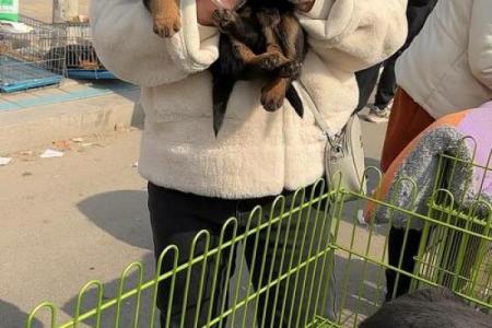 什么狗能拿命保护主人？揭秘忠诚护卫犬的真相！