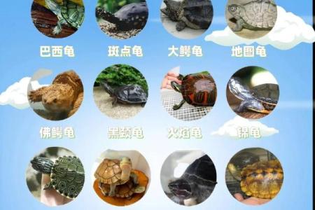 不能养龟类动物的人群及其原因解析，提醒养宠人士关注身心匹配