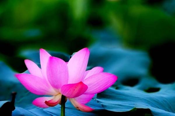 壬寅年出生的人:揭秘金箔金命的神秘哲学与性格特征 壬寅年出生的人:揭秘金箔金命的神秘哲学与性格特征