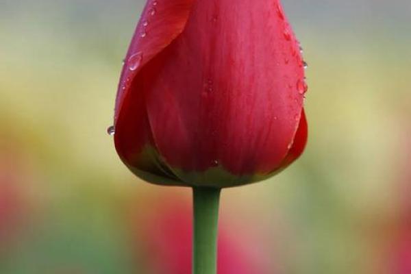 七月出生的人命运解析:爱与决策的象征之月 七月出生的人命运解析:爱与决策的象征之月