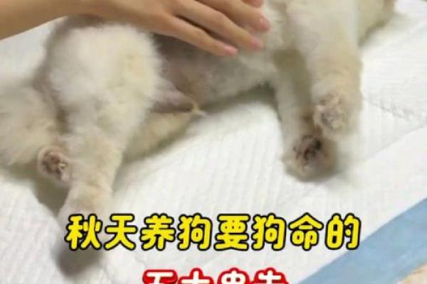 揭秘狗狗的命格:它们如何影响我们的生活与命运 揭秘狗狗的命格:它们如何影响我们的生活与命运