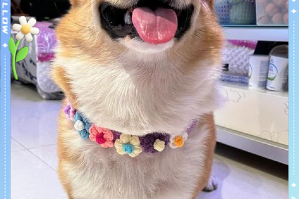 揭秘狗狗的命格:它们如何影响我们的生活与命运 揭秘狗狗的命格:它们如何影响我们的生活与命运