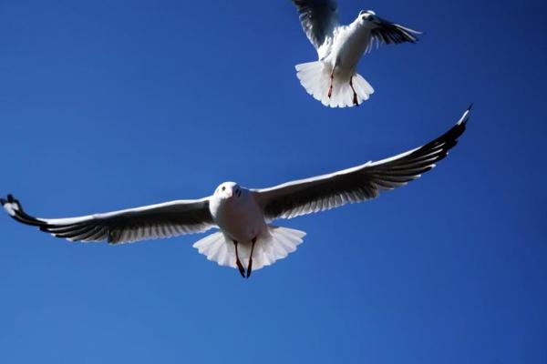 什么是海欧命?揭开海欧命的神秘面纱与命运解析 什么是海欧命?揭开海欧命的神秘面纱与命运解析