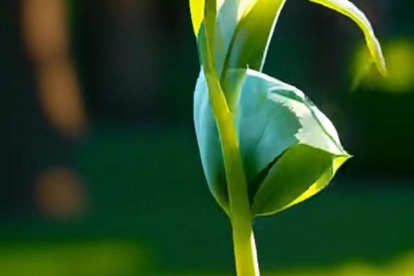 属牛水命之人的理想伴侣：选择合适的另一半，幸福与你相伴