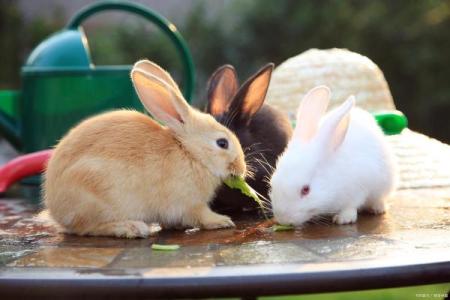 属兔的命运解析：性格特征与生活智慧探讨