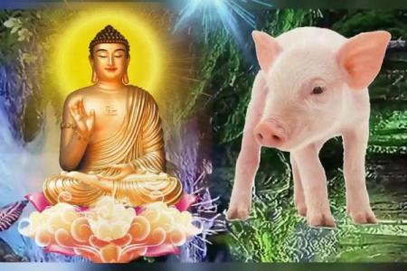 属猪的命：温和之中蕴藏着无尽的好运与福气