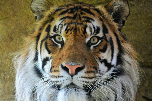 属虎女人命途多舛:勇敢与坚韧的双重考验 属虎女人命途多舛:勇敢与坚韧的双重考验