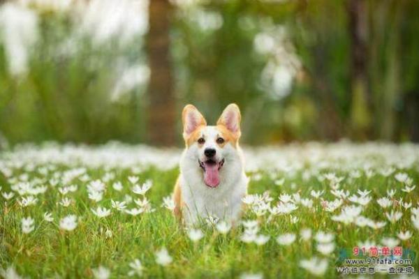 属狗正月初五出生者命运如何?细解性格与运势 属狗正月初五出生者命运如何?细解性格与运势