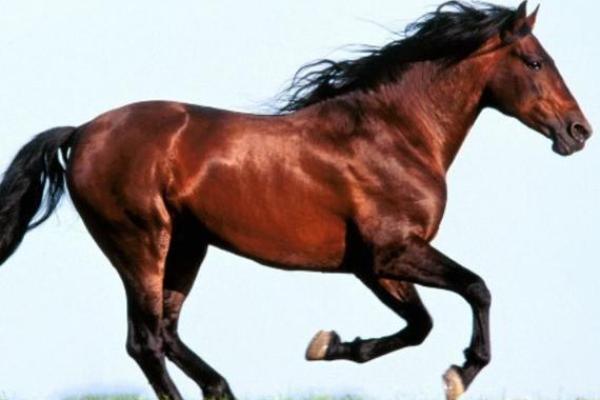 生肖马:56岁后的人生转折与好运命运探秘 生肖马:56岁后的人生转折与好运命运探秘