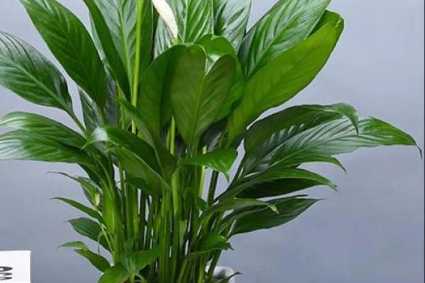 适合木命人的办公桌花卉推荐,让工作更舒心愉悦! 适合木命人的办公桌花卉推荐,让工作更舒心愉悦!